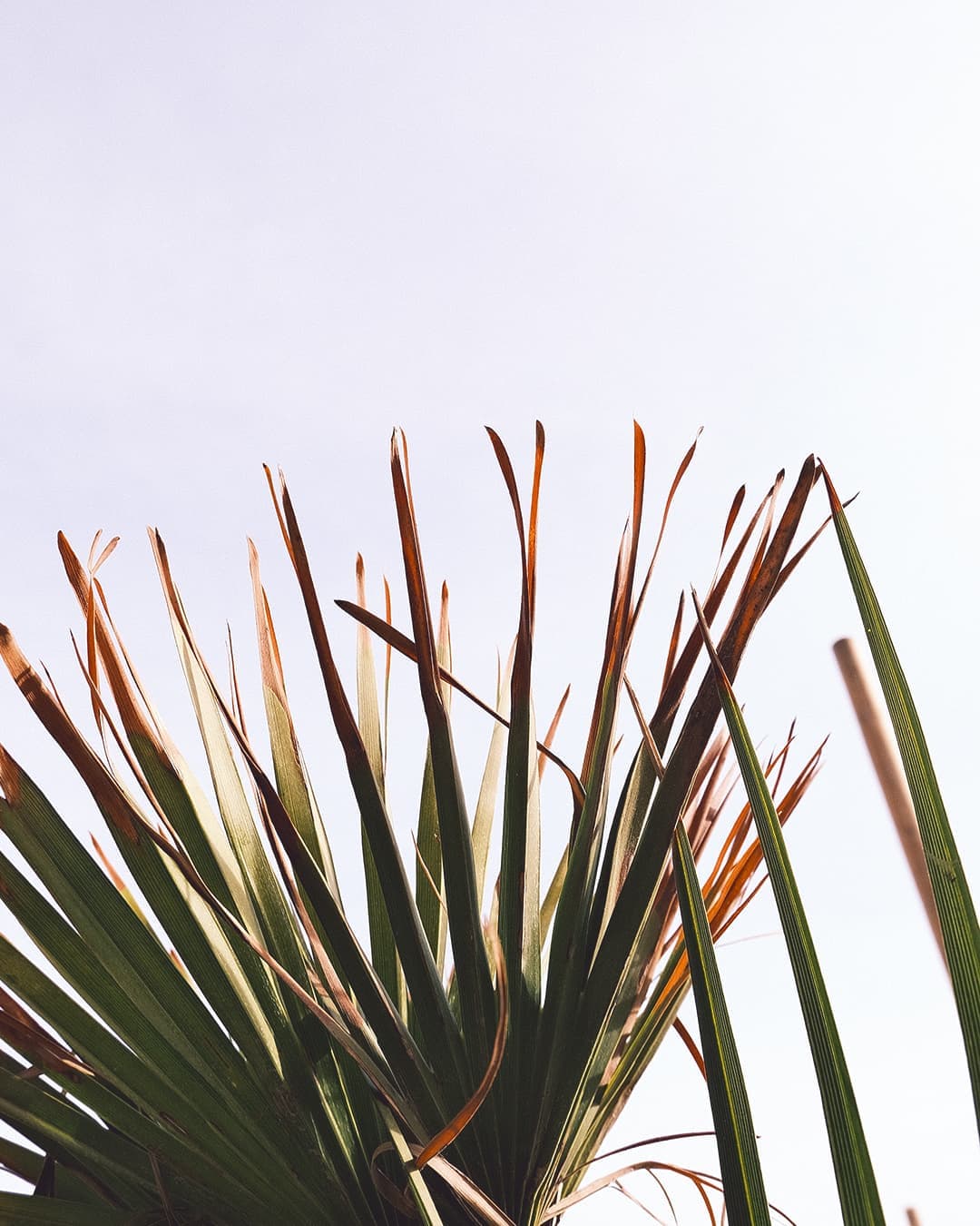 Chiringuito Beach Club